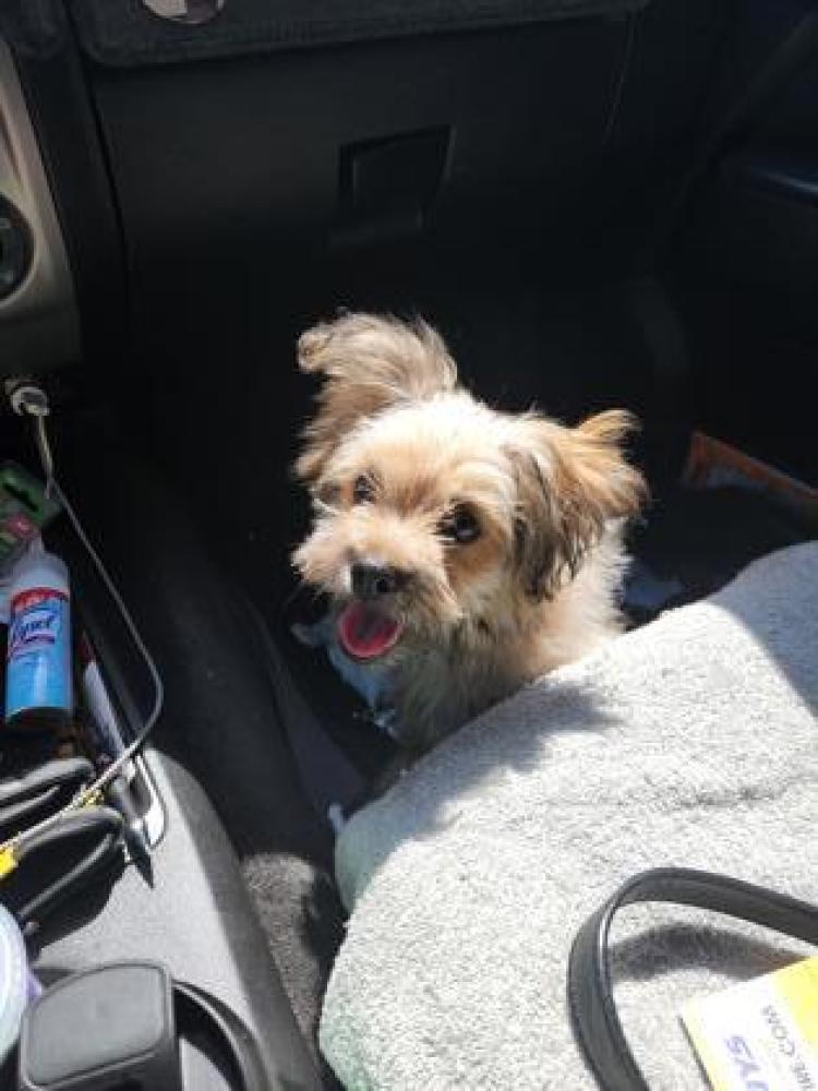 Shelter Stray Female Dog last seen Belmont & DeWolf, Fresno Zone Fresno City D 93737, CA, Fresno, CA 93706