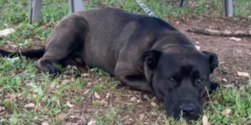 Lost Male Dog last seen S Lamar Blvd , Austin, TX 78752