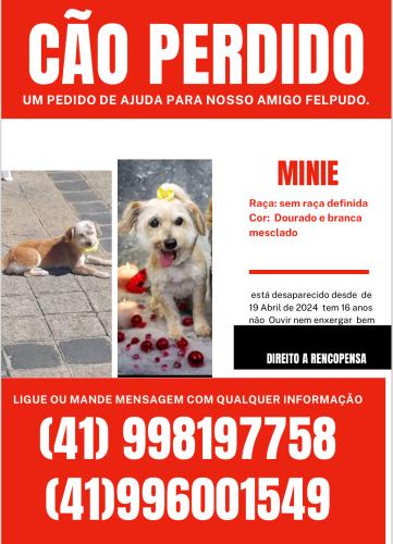 Lost Female Dog last seen Av Munhoz  da rocha, Juvevê, PR 82860-140