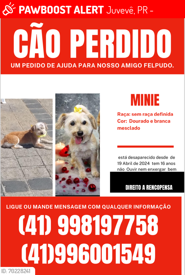 Lost Female Dog last seen Av Munhoz  da rocha, Juvevê, PR 82860-140