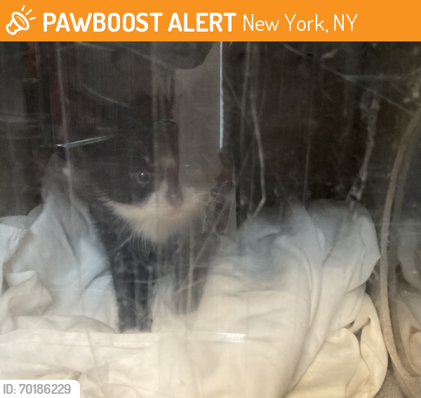 Shelter Stray Female Cat last seen N/A, NEW YORK, NY, 10029, New York, NY 10029