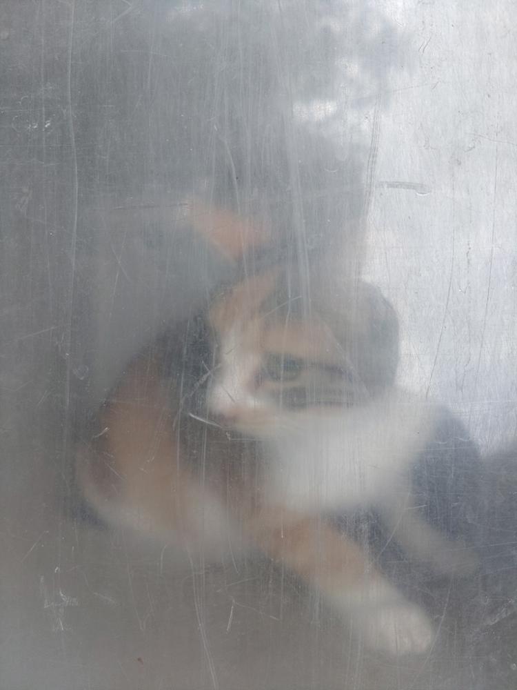 Shelter Stray Female Cat last seen Apt 39,2925 Mills Street, LAFAYETTE, LA, 70507, Lafayette, LA 70507