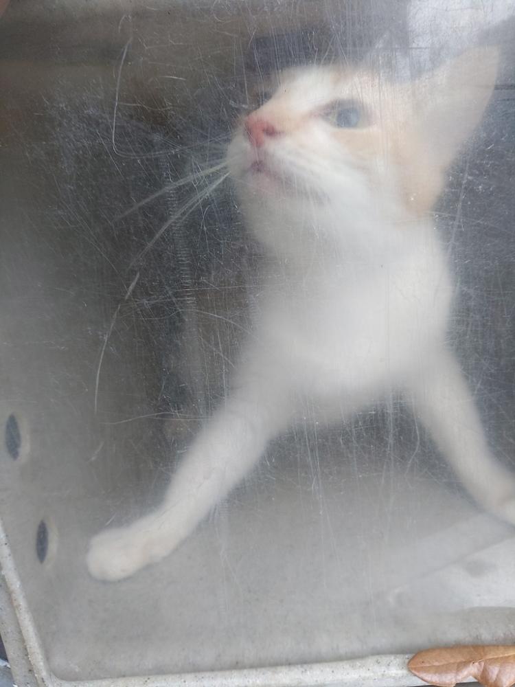 Shelter Stray Male Cat last seen Apt 39,2925 Mills Street, LAFAYETTE, LA, 70507, Lafayette, LA 70507