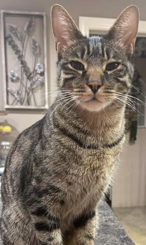 Lost Male Cat last seen Green Bay rd and W. Elmdale rd. , Mequon, WI 53092