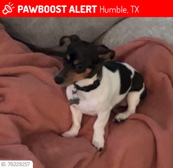 Lost Male Dog last seen Old Draw Dr Humble, TX, Humble, TX 77396