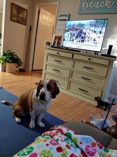 Lost Male Dog last seen Columbia 5th ave, Myrtle Beach, SC 29577