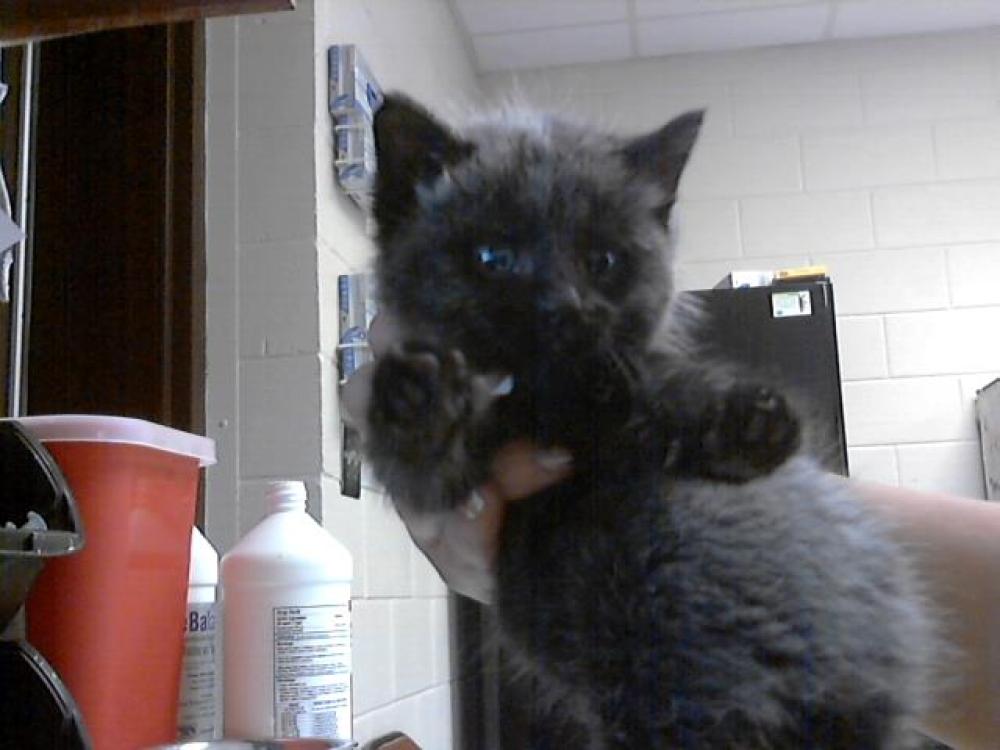 Shelter Stray Male Cat last seen Near BLOCK BRAGG BLVD, FAYETTEVILLE NC 28301, Fayetteville, NC 28306