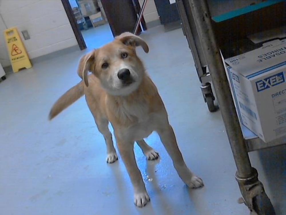 Shelter Stray Male Dog last seen Near BLOCK CLINTON RD, STEDMAN NC 28391, Fayetteville, NC 28306