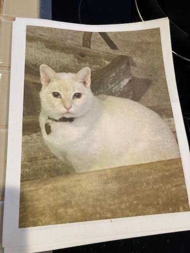 Lost Female Cat last seen Near wiedner dr , Katy, TX 77494