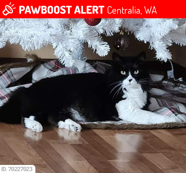 Lost Male Cat last seen Borst Ave., Centralia, WA 98531