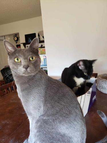 Lost Male Cat last seen Copper and Tramway, Albuquerque, NM 87123