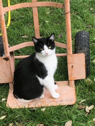Lost Female Cat last seen Tim's boat yard Timsway , Staines-upon-Thames, England TW18 3JY