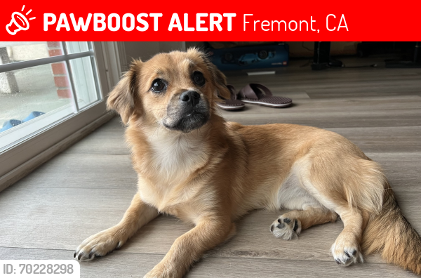 Lost Female Dog last seen Washington High School area, Fremont, CA 94536