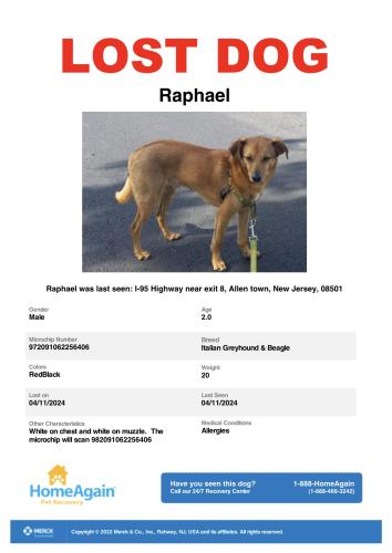 Lost Male Dog last seen I-95 in New Jersey by Exit 8 in Allentown, NJ, I-95, NJ 08691