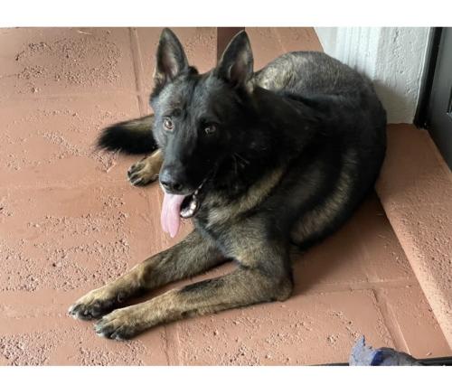 Lost Male Dog last seen near the golf course off of S.W 104th street and Kendale drive , Kendall, FL 33176