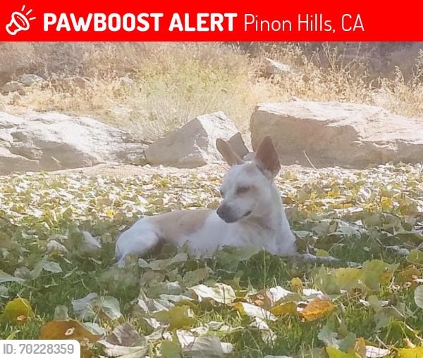Lost Male Dog last seen Buckwheat Rd & La Mesa, Pinon Hills, CA 92371