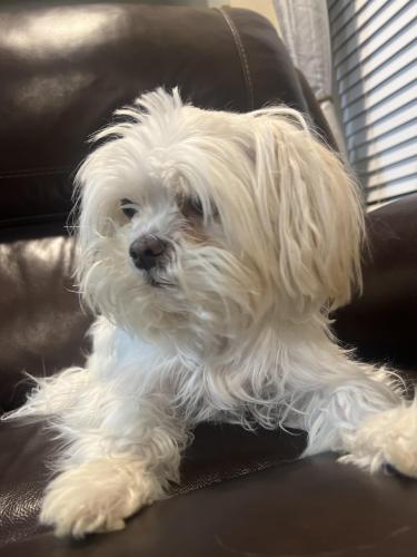 Lost Male Dog last seen William D fitch or Barron , College Station, TX 77845