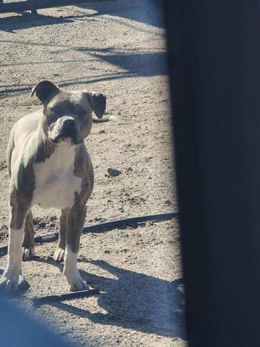 Lost Female Dog last seen 35th Ave w camelback rd , Maricopa County, AZ 85307