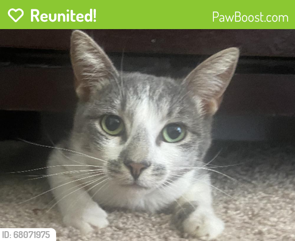 Reunited Female Cat last seen Powers and vaughn, Poway, CA 92064