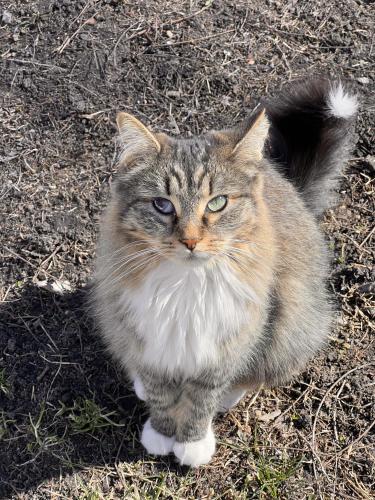 Lost Female Cat last seen E 15th Quick Trip , Des Moines, IA 50316