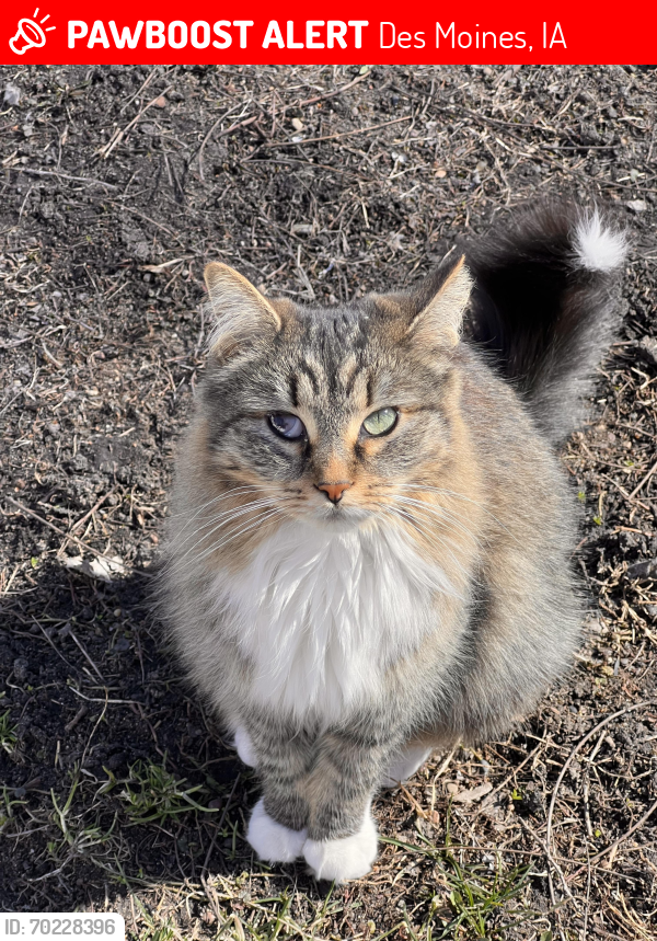 Lost Female Cat last seen E 15th Quick Trip , Des Moines, IA 50316