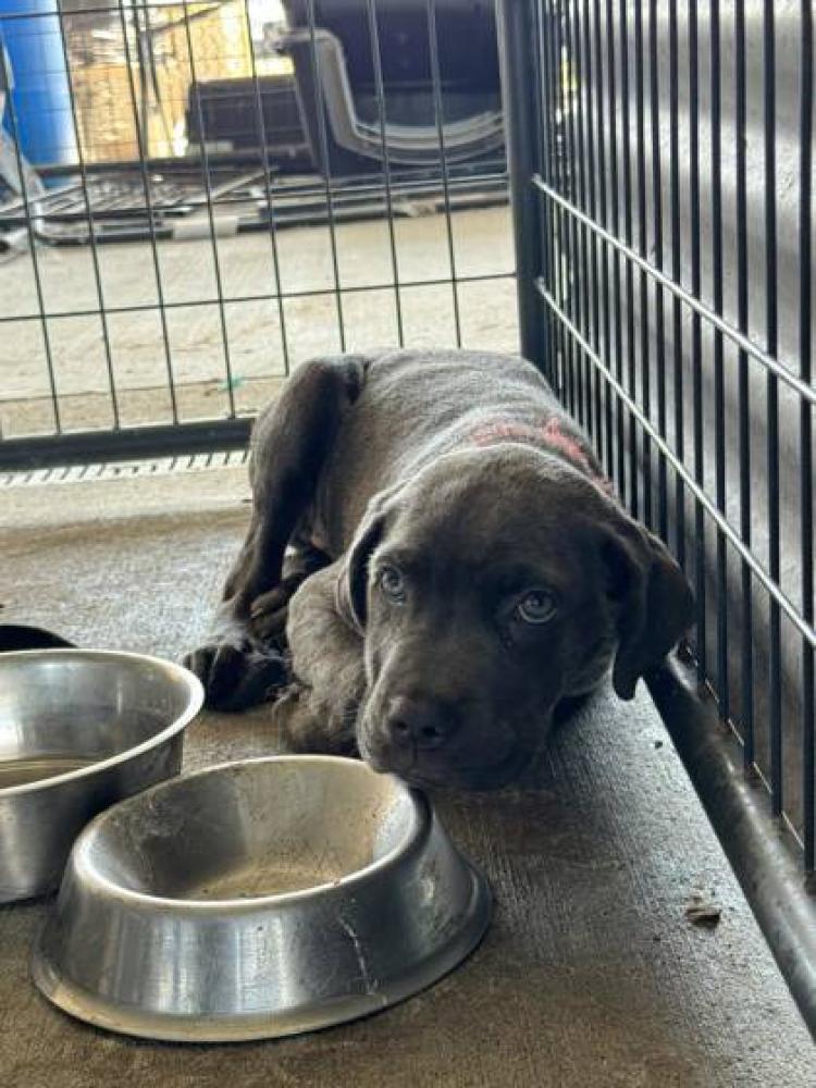Shelter Stray Female Dog last seen Near COLLEGE DR, 70808, LA, Baton Rouge, LA 70820