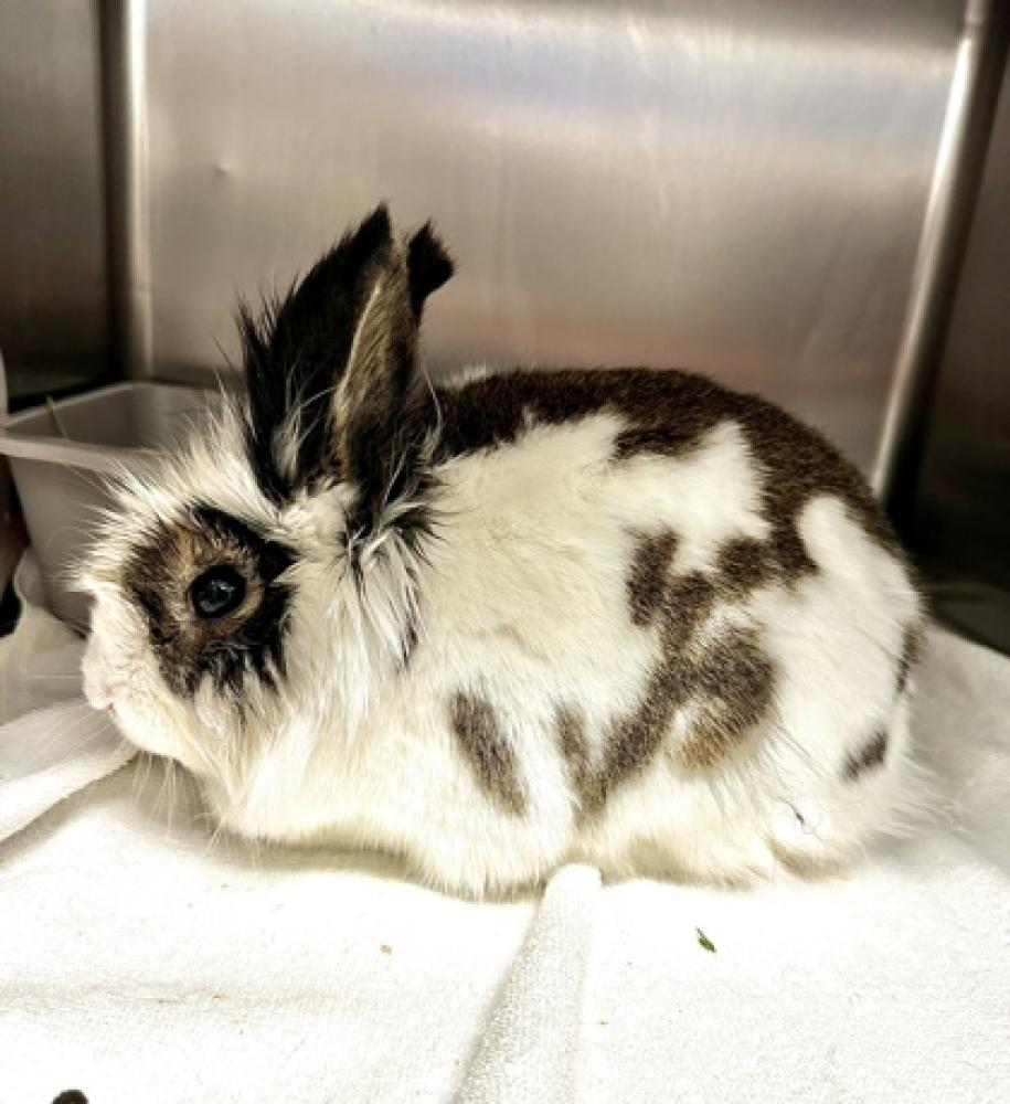 Shelter Stray Female Rabbit last seen Seattle, WA 98106, Seattle, WA 98119