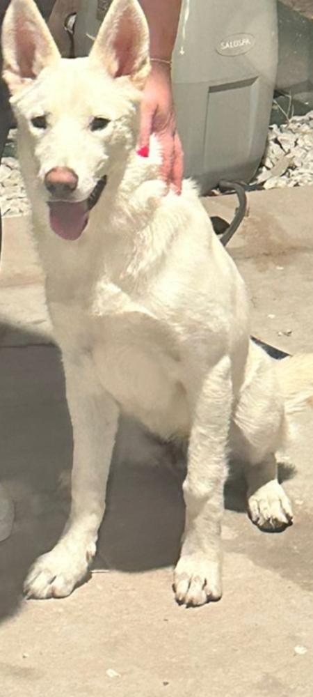 Shelter Stray Female Dog last seen El Paso, TX 79938, Fort Bliss, TX 79906