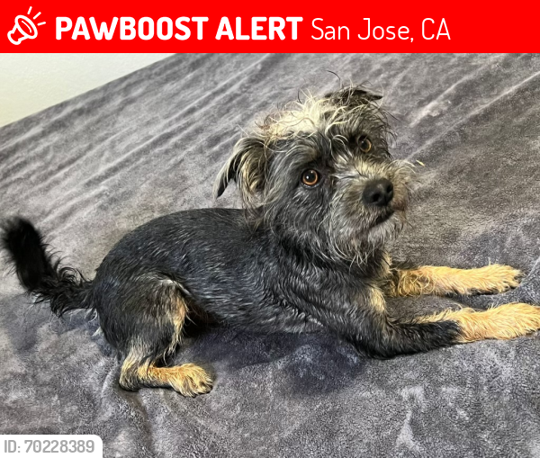 Lost Male Dog last seen Whitesand Dr , San Jose, CA 95148