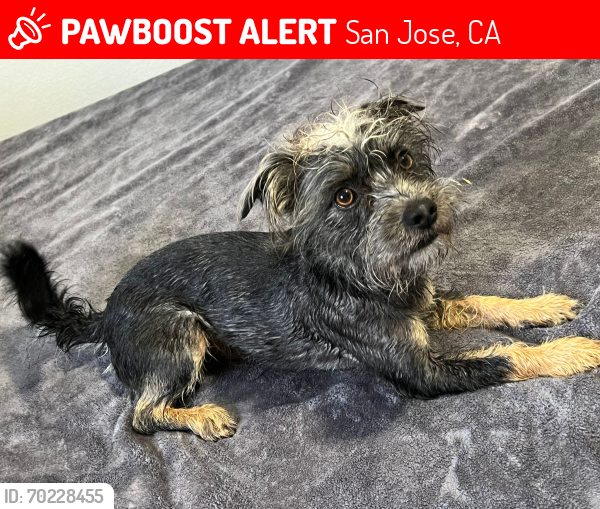 Lost Male Dog last seen White rose de, Aborn , San Jose, CA 95148
