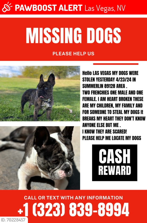 Lost Unknown Dog last seen Vegas Dr and Buffalo , Las Vegas, NV 89128