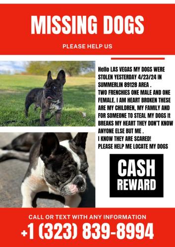 Lost Unknown Dog last seen Vegas Dr and Buffalo , Las Vegas, NV 89128