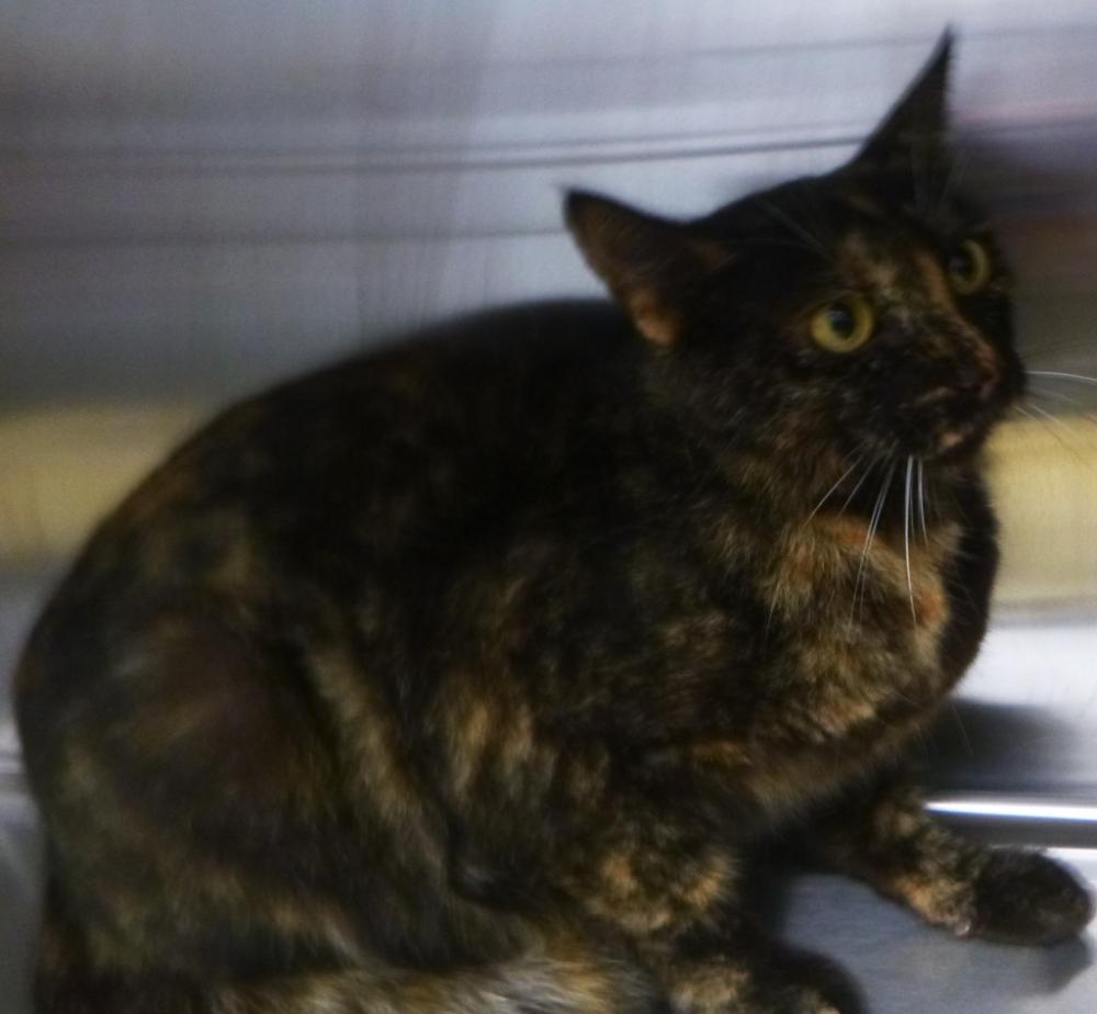 Shelter Stray Female Cat last seen Near Lebesque Road, LAFAYETTE, LA, 70507, Lafayette, LA 70507