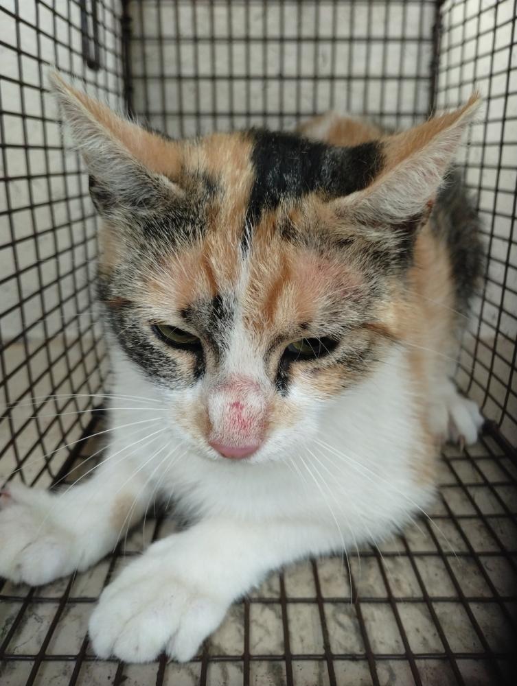 Shelter Stray Female Cat last seen Apt C,658 La-1252 Highway, CARENCRO, LA, 70520, Lafayette, LA 70507