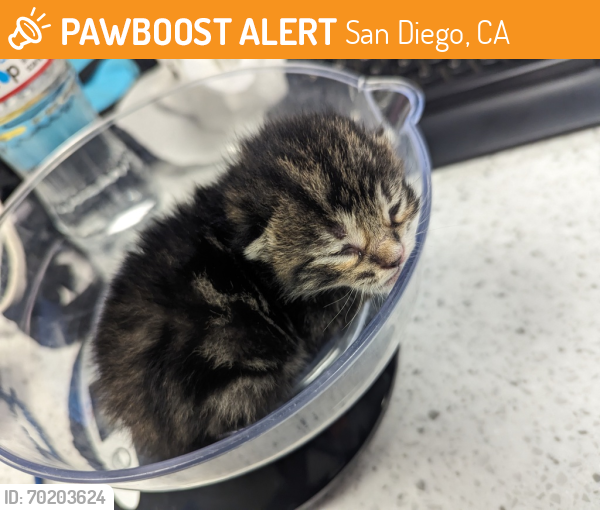Shelter Stray Male Cat last seen Near B Avenue, National City, CA, 91950, San Diego, CA 92110