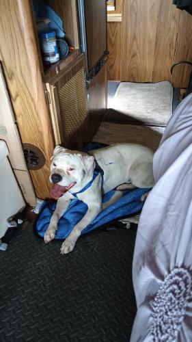 Found/Stray Male Dog last seen Georgesville rd, Columbus, OH 43228