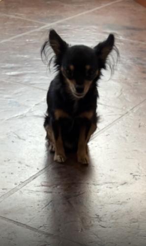 Lost Male Dog last seen Dillon rd and Norman blv by the firestation, Desert Hot Springs, CA 92241