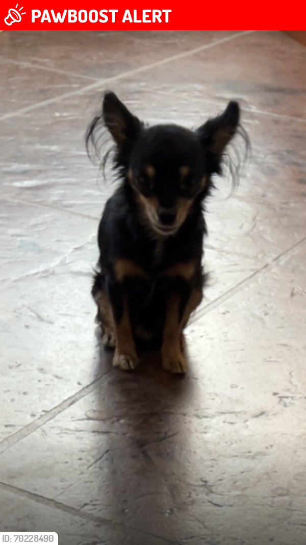 Lost Male Dog last seen Dillon rd and Norman blv by the firestation, Desert Hot Springs, CA 92241