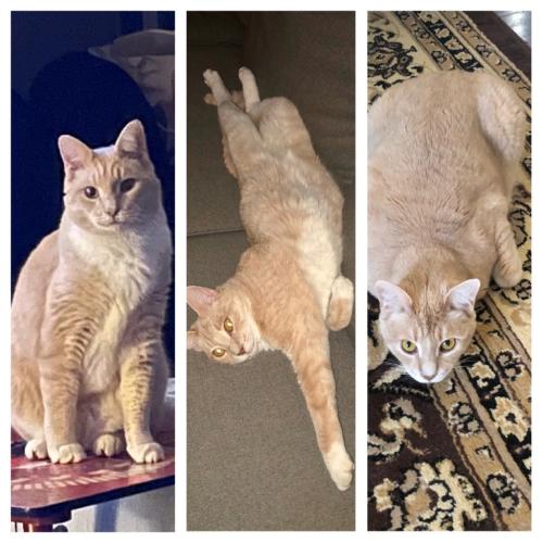 Lost Male Cat last seen Union Lake and Spanish River, Fort Worth, TX 76137