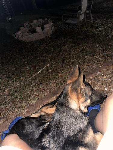 Lost Male Dog last seen Near veterans pkwy , Murfreesboro, TN 37128