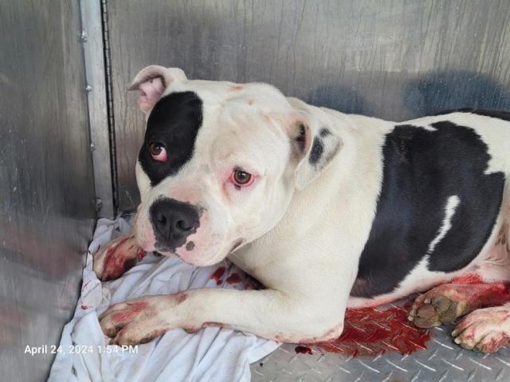 Shelter Stray Male Dog last seen Near BLOCK ALMA ST, DETROIT, MI 48205, Detroit, MI 48211