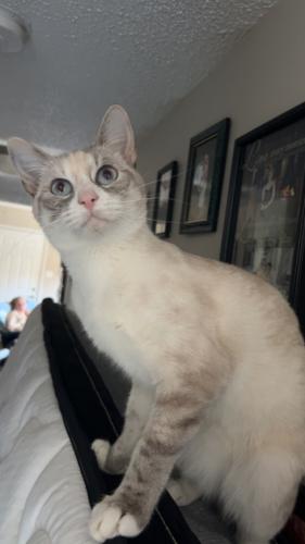 Lost Female Cat last seen S Meyers and Kaliste Saloom, Lafayette, LA 70508
