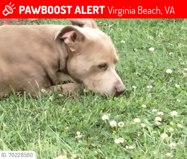 Lost Male Dog last seen Princess Anne Rd or S Independence , Virginia Beach, VA 23456