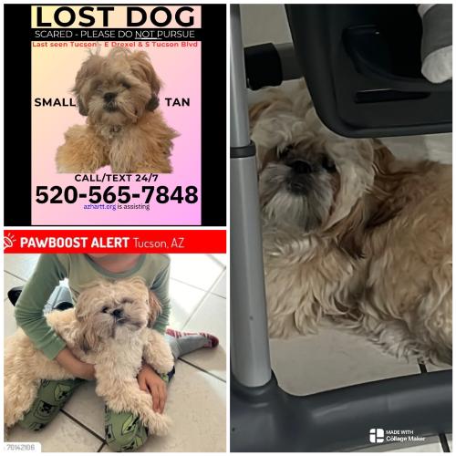Lost Female Dog last seen Tucson az, Tucson, AZ 85706
