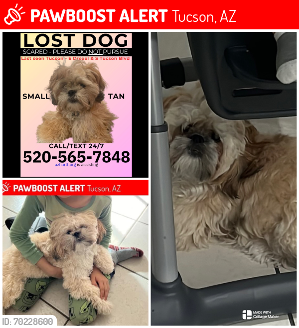 Lost Female Dog last seen Tucson az, Tucson, AZ 85706