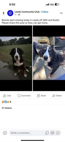 Lost Female Dog last seen 46th and Rustin, Sioux City, IA 51108