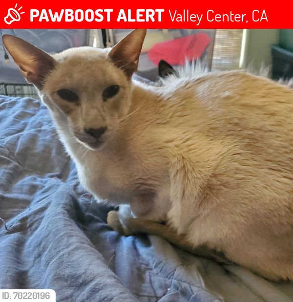Lost Female Cat last seen Near Roadrunner Rdg, Valley Center, CA, 92082, Valley Center, CA 92082