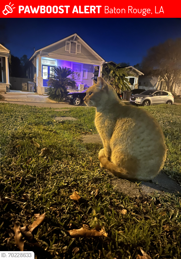 Lost Male Cat last seen 18th street, Baton Rouge, LA 70802