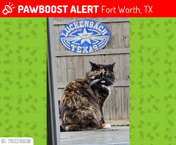 Lost Female Cat last seen Near Longleaf Lane , Fort Worth, TX 76137
