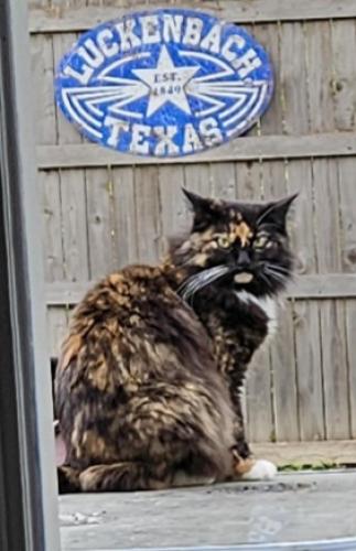 Lost Female Cat last seen Near Longleaf Lane , Fort Worth, TX 76137